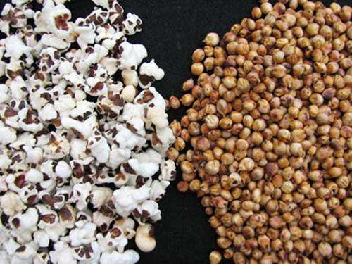 Popping Sorghum  - 'Pops and Tastes Like Popcorn'  30 Seeds