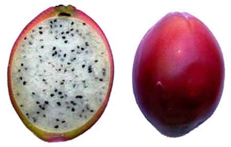WEIRD FRUITS - PERUVIAN APPLE SEEDS - DELICIOUS CACTUS FRUIT