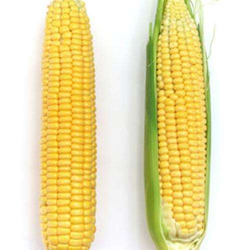 Early Sunglow Corn Seeds - Delicious Sweet Vegetable - Heirloom