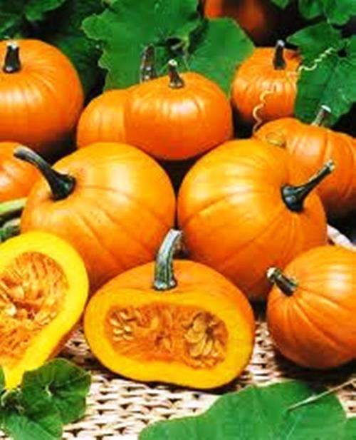 BABY BEAR PUMPKIN SEEDS - 10 SEEDS