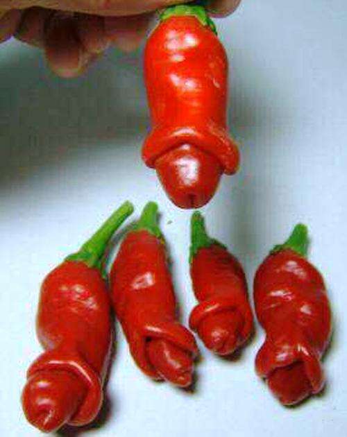 EXOTIC & RARE** NAUGHTY PETER PEPPER CHILI WILLY SEEDS