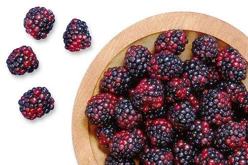 BOYSENBERRY  - Rubus ursinus × Rubus idaeus  -  10 Seeds