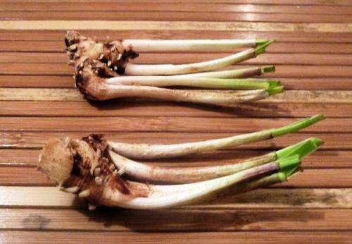 HERBS - WILD GARLIC SEED PACK