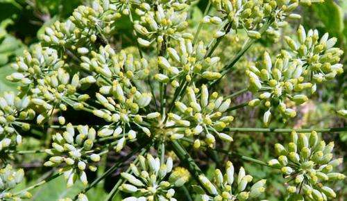 HERBS - ANISEED - PIMPINELLA ANISUM  (20 SEED)