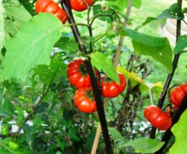 EXOTICS  - PUMPKIN ON A STICK SEEDS