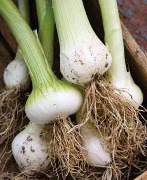 Scallion / Bunching Onion  'White Lisbon -  Allium Cepa - 30 Seeds