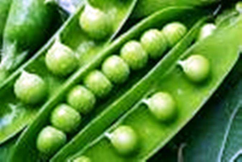 HEIRLOOM VEGETABLE SEEDS - SWEET GREAN PEA