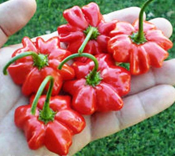 BRAZILIAN STARFISH PEPPER - RARE & EXOTIC