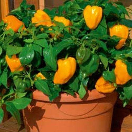 MOHAWK ORANGE DWARF SWEET PEPPER