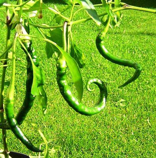 CHILLIES - PINNOCHIO'S NOSE CHILLI SEEDS