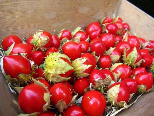 EXOTIC - LITCHI TOMATO - MORELLE DE BALBIS  (20 SEEDS)