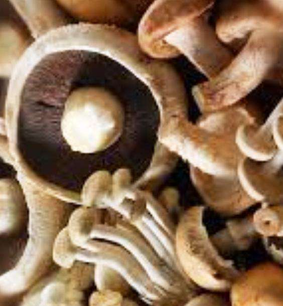 MUSHROOM SPORES MULTI-PACK ( 8 MUSHROOM VARIETIES)
