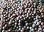 HERBS - BLACK MUSTARD SEEDS (brassica nigra) (10 SEEDS)
