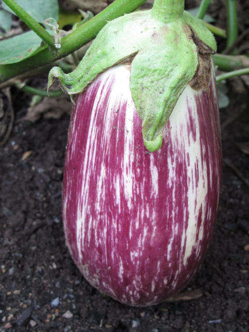 HEIRLOOM VEG - LISTADA DE GANDIA AUBERGINE (20 SEEDS)