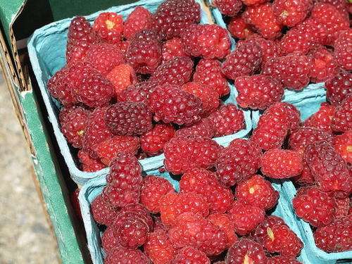 BERRIES - YOUNGBERRY SEEDS (20)