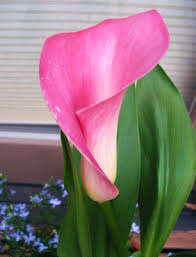 HOT PINK ARUM LILY BULB