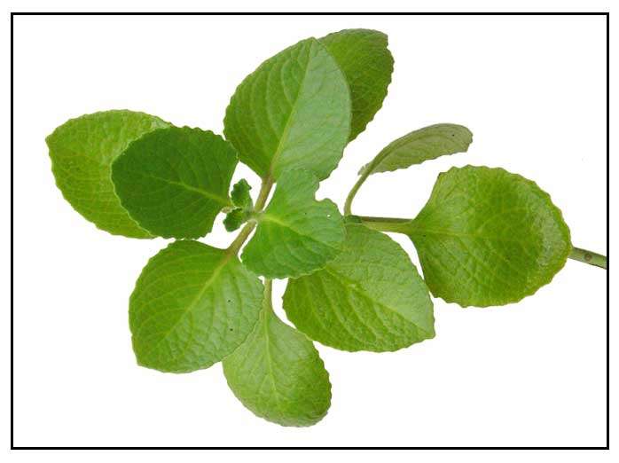 HERBS - OREGANO  SEEDS
