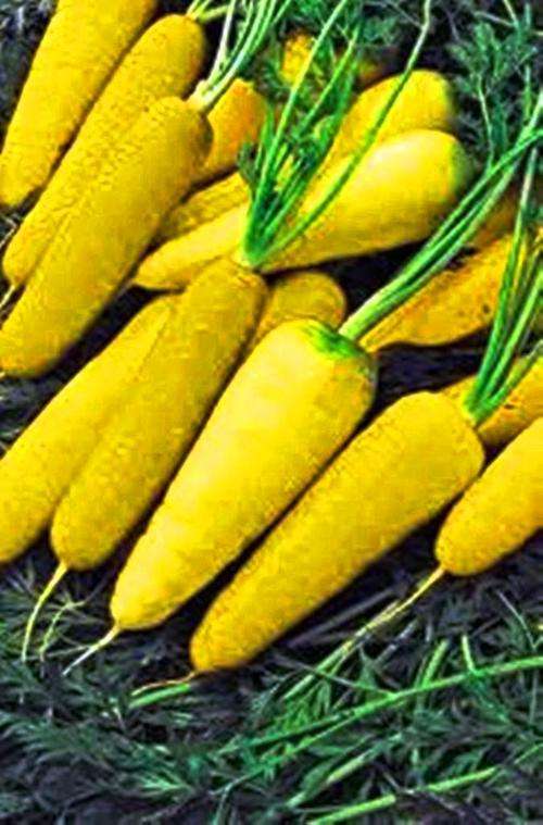 VEGETABLES - SOLAR FLARE - BRIGHT YELLOW CARROT SEEDS (20 SEEDS)