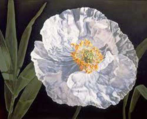 WHITE LINEN POPPY SEEDS