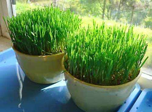 ORGANIC WHEATGRASS SEEDS (100 SEEDS)