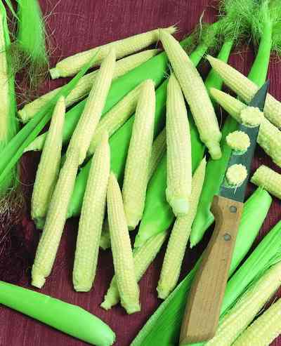 Sweetcorn Mini Pop Seeds ( 10 seeds)