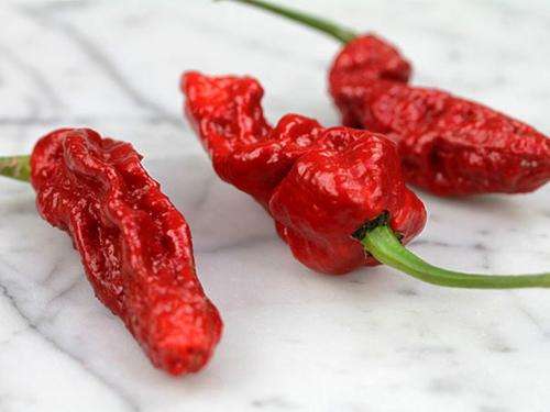 WORLD'S HOTTEST CHILLIES - BHUT JOLOKIA - NAGA MORICH GHOST CHILLI