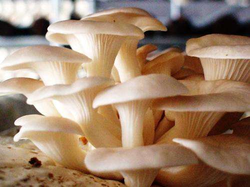 WHITE OYSTER MUSHROOM KIT