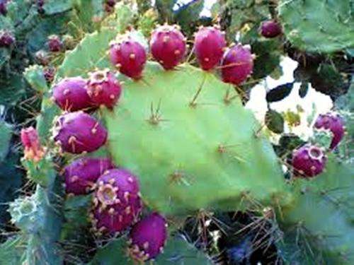 EXOTIC FRUIT - BARBARY FIG SEEDS (10) - HEIRLOOM
