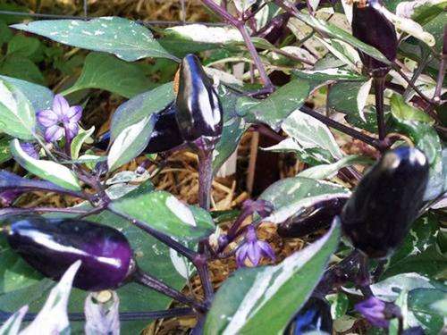 MEXICAN CALICO CHILLI - PURPLE CHILLI PLANT