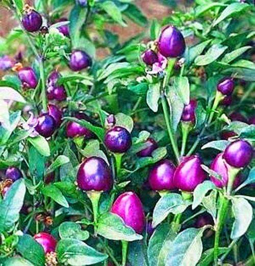 CRYSTAL BALL PURPLE PEPPER SEEDS