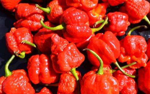 WORLD'S HOTTEST CHILLIES - TRINIDAD MORUGA SCORPION
