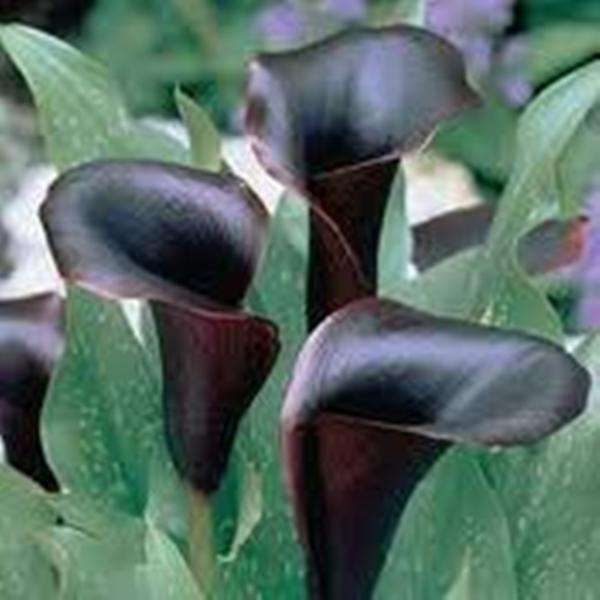 ZANTEDESCHIA - BLACK ARUM LILY FLOWER BULBS