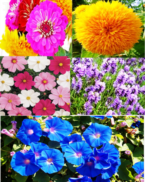 MIXED FLOWERS MULTI-PACK SEEDS