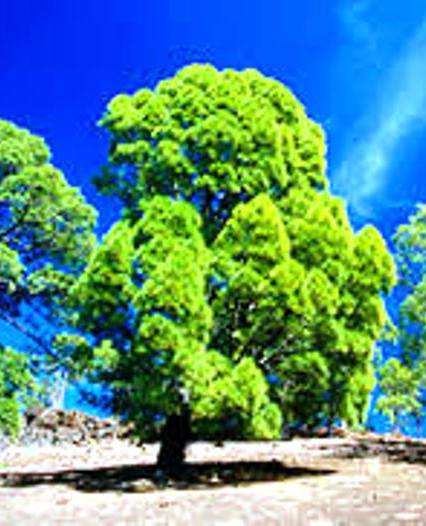 TREES - CANARY ISLAND TREE - Pinus Caraniensis