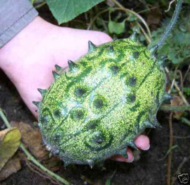 HEIRLOOM VEGETABLES - EXOTIC  -  AFRICAN HORNED CUCUMBER (20 SEEDS)