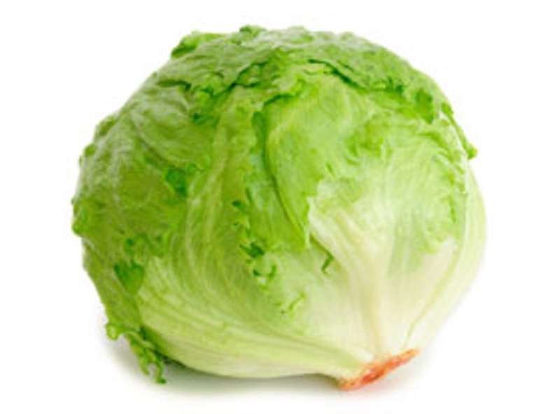 VEGETABLE SEEDS - FARM LETTUCE  (20 seeds)