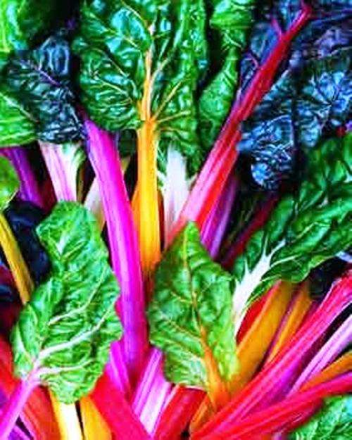 HEIRLOOM VEGETABLE SEEDS - SWISS CHARD