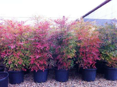 SEEDS FOR BONSAI - SACRED BAMBOO "Nandina Domestica"