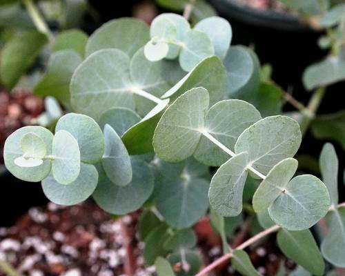 TREES - EUCALYPTUS TREE SEEDS