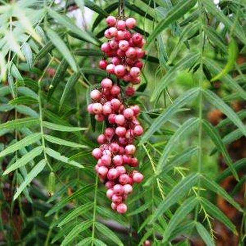 TREES - PERUVIAN PINK PEPPER TREE (Schinus Molle)