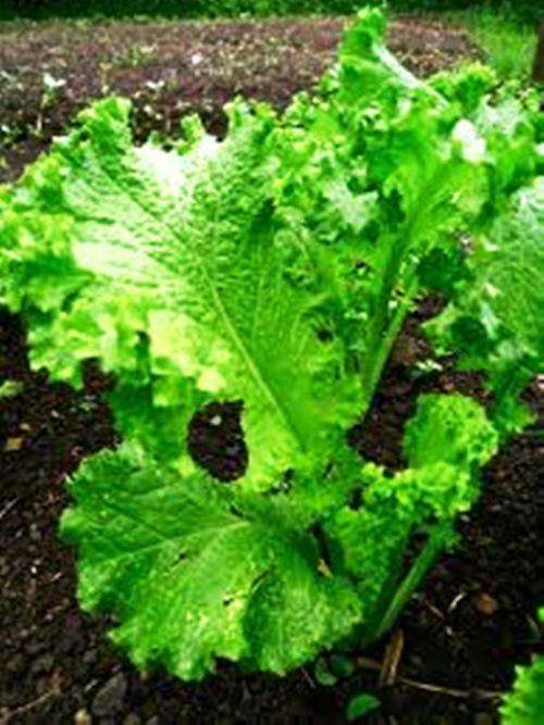 HERBS - MUSTARD LEAF  -  50 SEEDS