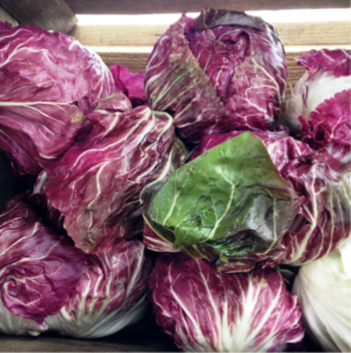 Radicchio `Treviso Precoce Mesola` Chickory Leafy Vegetable 30 SEEDS