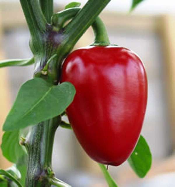 CHILLIES -  HINKELHATZ HEIRLOOM CHILLI (10)