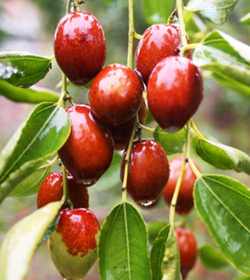 EXOTIC - JUJUBE SEEDS - Ziziphus Jujuba
