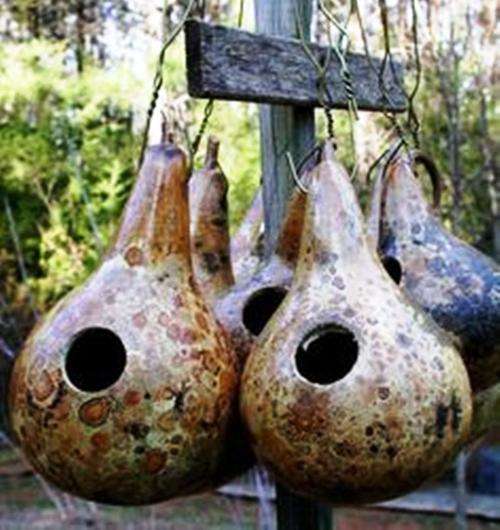 GOURDS - GIANT MARTIN GOURD - 20 SEEDS