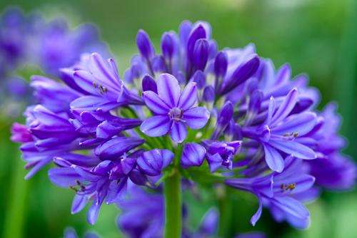 FLOWERS - PURPLE AGAPANTHUS - 20 SEEDS