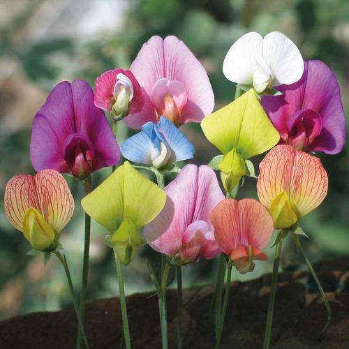 FLOWERS - SWEET PEA MIXED SEEDS