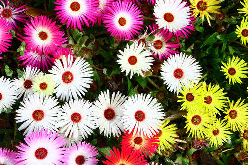 FLOWERS - VYGIE MIXED COLOURS - Mesembryanthenum - 20 seeds
