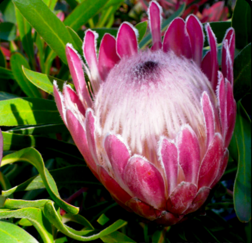 FLOWERS - PROTEA NERIIFOLIA 'Pink Ice'
