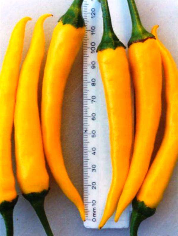 CHILLIES -  HUNGARIAN YELLOW WAX